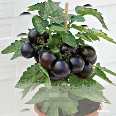 【蔬菜種子S369】紫盆栽番茄~~自封頂矮種類型，株高一般20~30公分，最適合盆栽種植