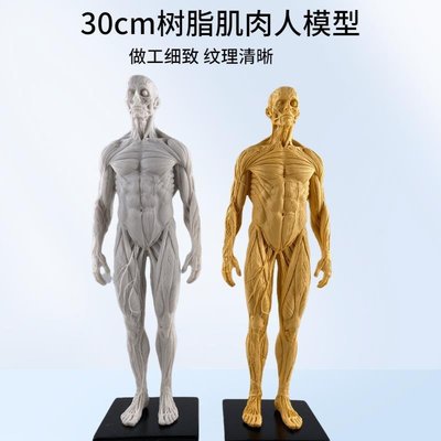 【熱賣精選】人體模型教具骨骼建模人體3D模型藝用繪畫男女人偶參考雕塑基礎