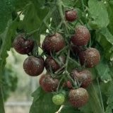 荷蘭黑珍珠巧克力番茄種子(約5顆)
