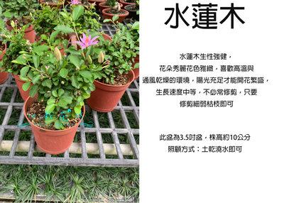 心栽花坊-水蓮木/3.5吋/綠化植物/開花植物/素材/造型樹/售價180特價150
