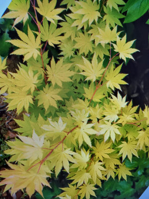 老粗頭造型漂亮高約90公分日本品種黃金紅楓樹名字叫茜，4980元好種喜半日照以上潮濕的環境葉子黃金顏色數個月郵局免運