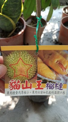╭＊田尾玫瑰園＊╯ 新品種水果苗-(貓山王榴槤)高40cm3000元