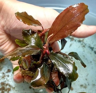 辣椒榕/神秘草~布朗尼棕(棕型布朗尼) Bucephalandra sp. "Brownie Brown"