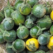 【媽咪蔬果園】、泰國迷你綠紋圓茄　※(種子全面直購價每包12元.購買商品滿300元免掛號運費)
