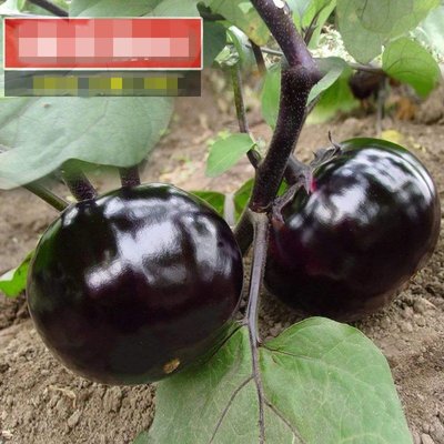 【蔬菜種子S324】日本圓龍茄~平均單株結果數8~10個，單果重500~600公克。特點是易座果，果實發育速度快。