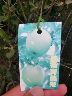 ╭＊田尾玫瑰園＊╯水果苗-(熱帶青蘋果成樹)高4尺700元.盆植就會結果