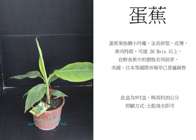 心栽花坊-蛋蕉/超取會斷頭/5吋/香蕉/水果苗/售價250特價200