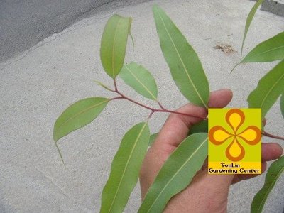 ╭☆東霖園藝☆╮超優質樹種(檸檬桉)檸檬安 ....可防蚊  目前約10公分