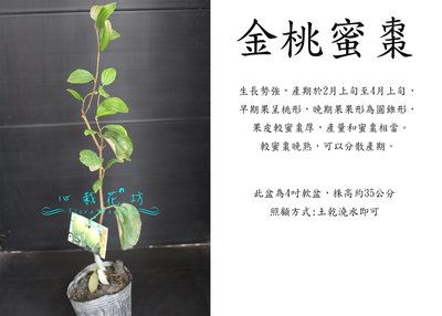 心栽花坊-金桃蜜棗/蜜棗品種/水果苗/售價200特價180