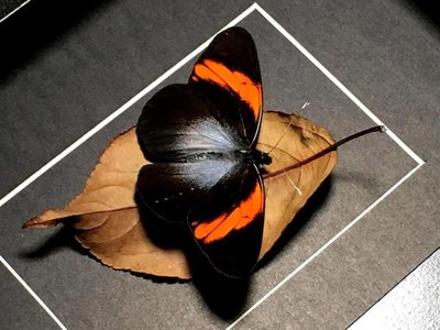 昆蟲記~亞馬遜雨林·令人驚嘆的物種·級美粉蝶+++8867-特價