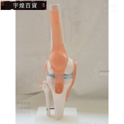 《宇煌》人體膝關節功能模型醫療實驗道具付可活動韌帶骨骼骨架模型教學模型醫學模型_W9HD