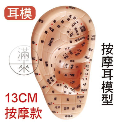 13cm按摩耳模型 耳部按摩【奇滿來】耳穴模型 耳朵穴道 穴位模型 中醫穴位 探穴筆 人體模型 醫學教學ARVO