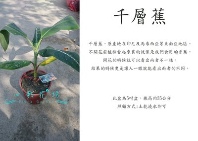 心栽花坊-千層蕉/超取會裁切/5吋/香蕉/水果苗售價250特價200