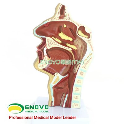 (ENOVO-083) 人體醫學鼻腔病解剖結構模型耳鼻喉科呼吸科內窺鏡模型