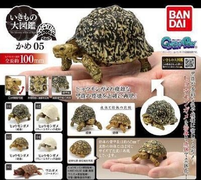 【奇蹟@蛋】BANDAI (轉蛋)烏龜環保扭蛋P5-豹龜篇 全5種 整套販售 NO:6914