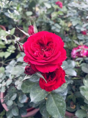 猩紅妖精 Scarlet Ovation。悠遊山城(創始店)5-6吋盆玫瑰。特價250