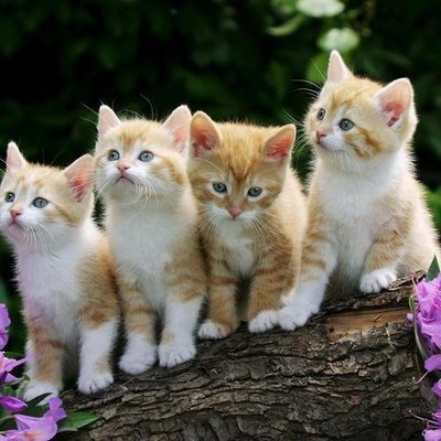 熱銷 四只可愛的小貓咪動物500片成人木質拼圖1000片益智力簡約