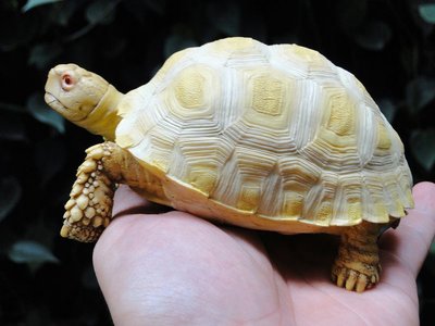 (MOLD-B62)高新款百份百黃金烏龜守宮溫度鳴蟲仿真白化蘇卡達陸龜模型中號