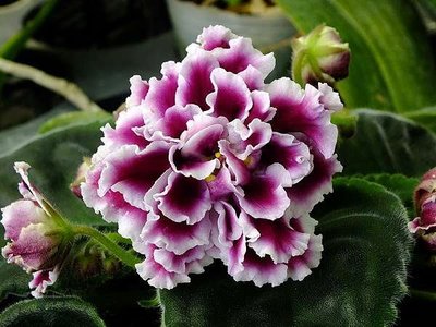 RS-Gertsoginia Lyuks 非洲紫羅蘭 非洲菫 非洲堇-沃野螢花