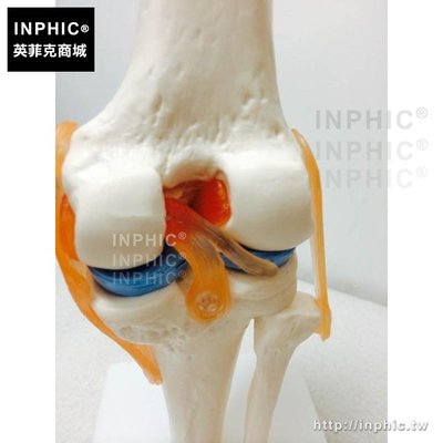 INPHIC-付可活動韌帶骨骼骨架模型人體膝關節功能模型醫學模型醫療實驗道具教學模型_6yrs