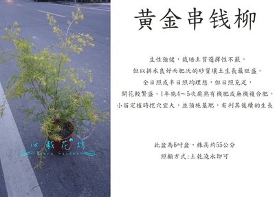 心栽花坊-黃金串錢柳/6吋/綠化植物/綠籬植物/售價150特價120