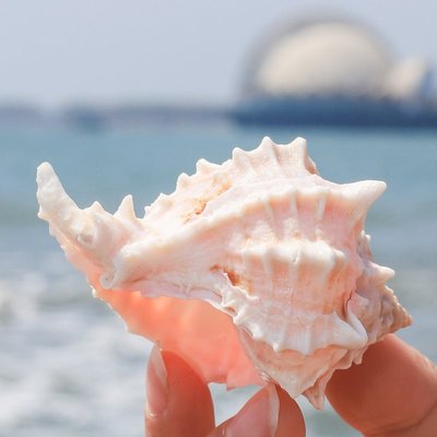 促銷打折 粉色玫瑰千手螺菊花螺天然海螺貝殼魚缸裝飾水族箱造景地中海風格~
