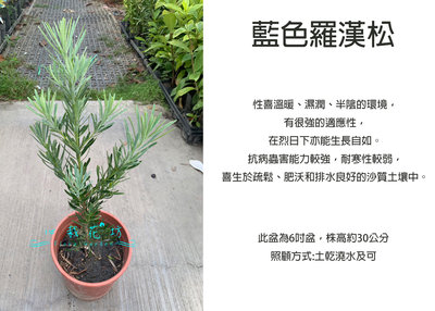 心栽花坊-藍色羅漢松/藍羅漢/6吋/綠化植物/綠籬植物/松杉柏檜/售價350特價300