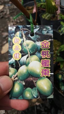 ╭＊田尾玫瑰園＊╯水果苗-(金桃蜜棗)高40cm180元