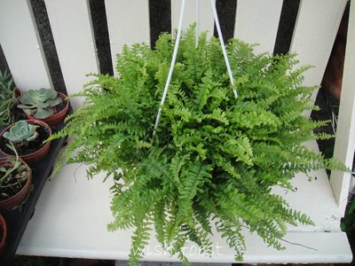 WISH FOREST【觀葉植物。波士頓腎蕨6吋吊盆】~~有效淨化空氣的室內植物~好種