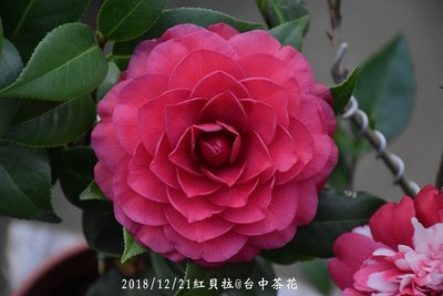 台中茶花- 紅貝拉 -(原棵茶花)- CC267