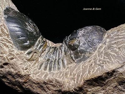 三葉蟲  擬平鬃屬三葉蟲( Paralejurus)-斜視蟲亞目，古生代泥盆紀-地球的古老記憶