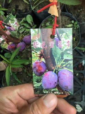 ╭☆東霖園藝☆╮新品李子---(紫色蜜棗李)--蜜棗李-到貨.數量不多