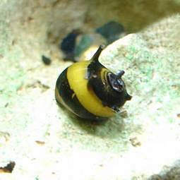 蜜蜂角螺 黑金鋼螺 黑金剛螺 蜜蜂螺 蜜蜂 吃青苔 藻類 室外可養 好養 不需打氣 專吃藻類