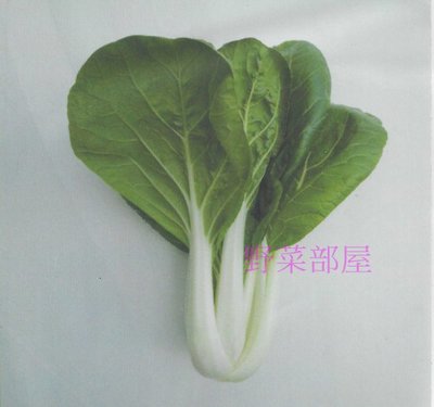【野菜部屋~中包裝】F10 松柏奶油白菜種子45公克 , 葉片大 , 較圓 , 株型直立 , 耐病 , 每包180元 ~