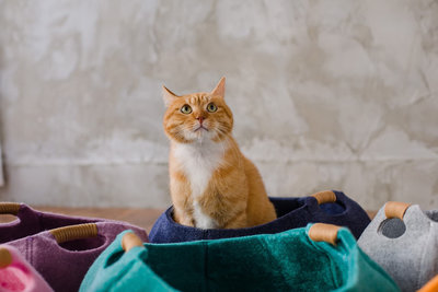 訂購_Lifeapp 貓籃子BASKET BOWL 六種顏色可選 貓窩睡墊 羊毛氈窩可參考