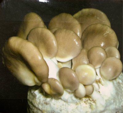 秀珍菇 玉米菇 黑木耳