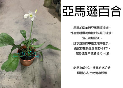 心栽花坊-亞馬遜百合/香花植物/觀花植物/球根植物/5吋/售價300特價250