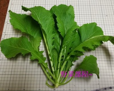 【野菜部屋~】H18 甜辣菜種子2公克 , 雪裡紅 , 採收快 , 每包15元~