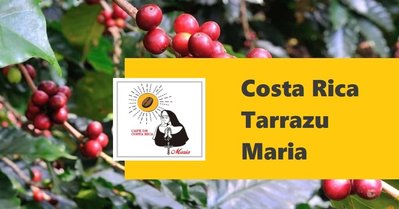 咖啡生豆｜哥斯大黎加 塔拉珠 聖母｜1KG✨咖啡 生豆 COFFEE BEAN