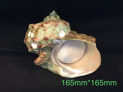 【鑫寶貝】貝殼DIY 夜光蠑螺 （有口蓋）高16分 寬16公分 顏色天然