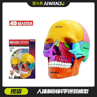 愛玩具 4D MASTER人體解剖科學教學模型彩色熒光原色頭骨結構模型