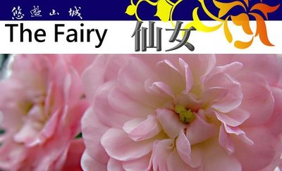 仙女 The Fairy。悠遊山城(創始店)5-6吋盆玫瑰~特價180