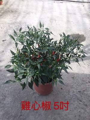 ^花草巷弄^ 5吋盆 // 雞心椒 // 辣椒 //香草料植物 // 食用植物