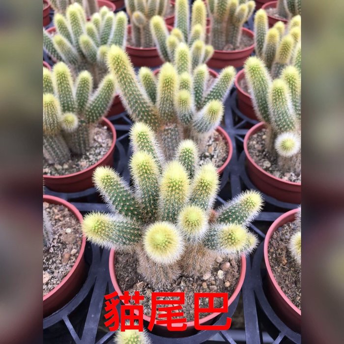 花花世界 多肉植物 貓尾巴仙人掌 3吋盆 單株 高5cm Ma Yahoo奇摩拍賣