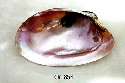 CR-854 紫色文蛤(88MMX142MM)