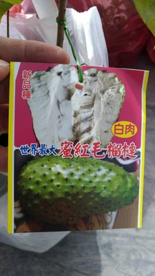 ╭☆東霖園藝☆╮水果苗--紅毛榴槤-(刺果番荔枝)--果肉白肉 日本稱果皇的「阿娜娜