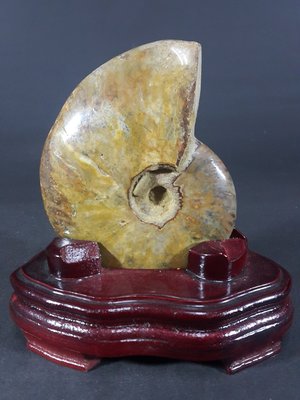 [銀九藝] 天然斑彩螺 鸚鵡螺化石 擺飾 擺件 淨重~415g (d1)