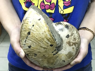 1211寬版大菊石化石白堊紀菊石鸚鵡螺的駔先轉運螺重量4.76公斤