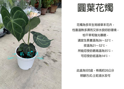心栽花坊-圓葉花燭/5吋盆/綠化植物/室內植物/觀葉植物/售價280特價250