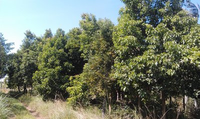 【旭昇景觀樹園藝行】橄欖樹高約4-6米.米徑8-15公分黑松真柏羅漢松紫牡丹七里香